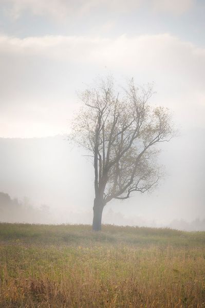 Jaynes Gallery 아티스트의 USA-West Virginia-Davis Lone tree in foggy field작품입니다.